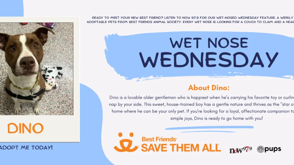 wet-nose-wednesday-flipper-dino