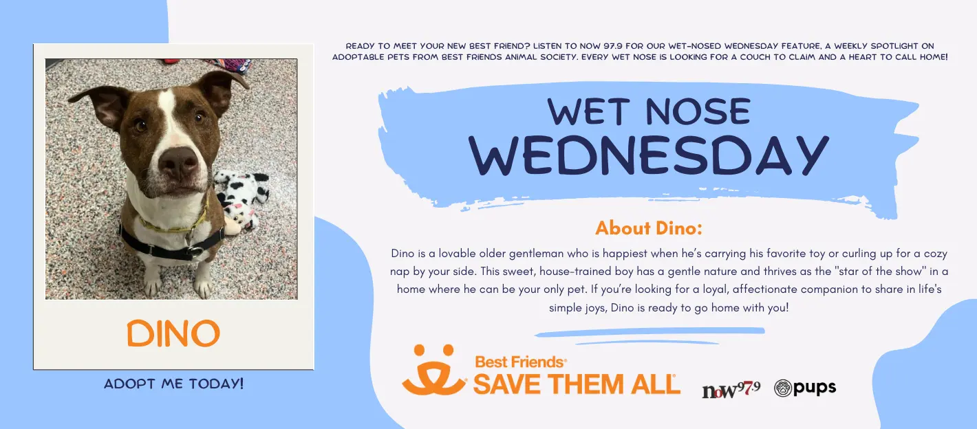 wet-nose-wednesday-flipper-dino