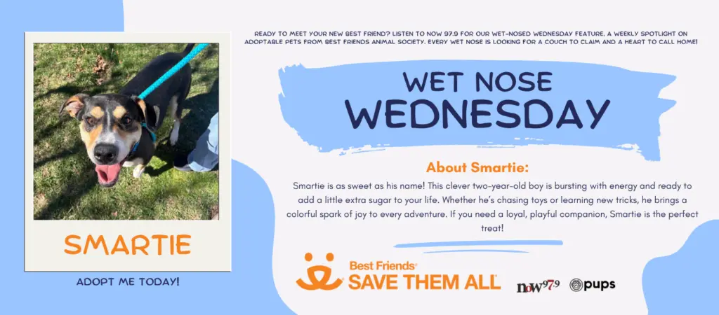 wet-nose-wednesday-flipper-smartie