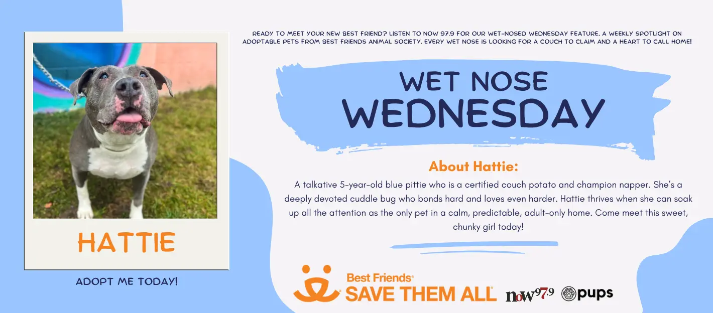 wet-nose-wednesday-flipper-hattie