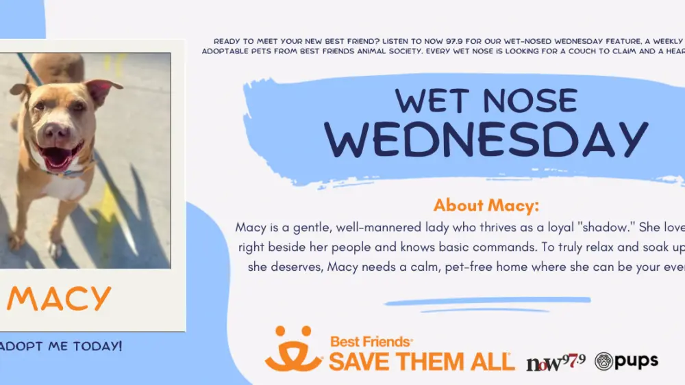 wet-nose-wednesday-flipper-mclovin-1