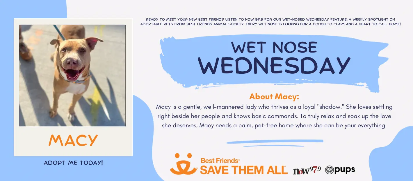 wet-nose-wednesday-flipper-mclovin-1