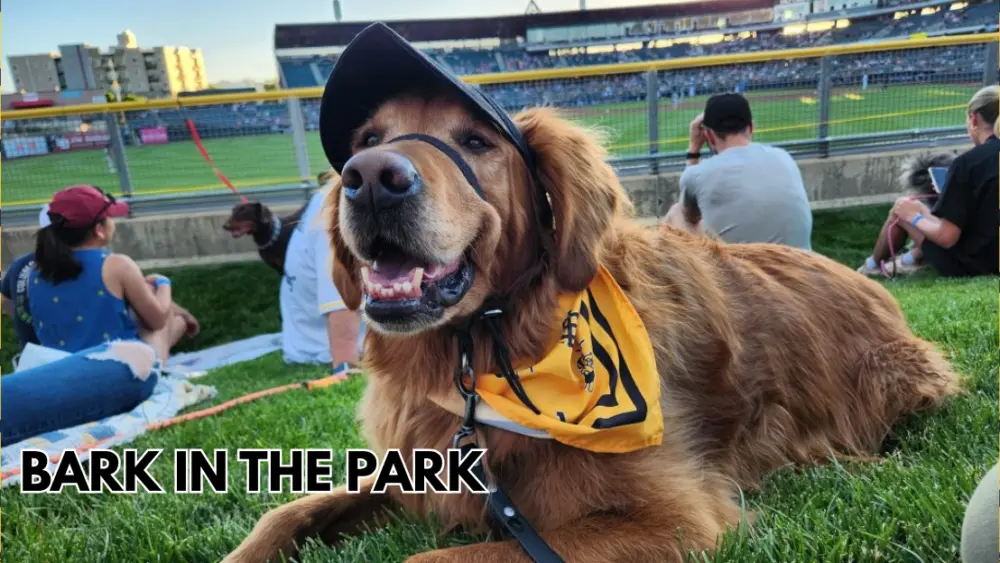 bark-in-the-park