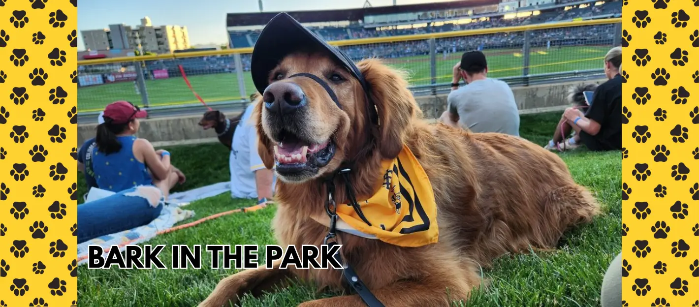 bark-in-the-park