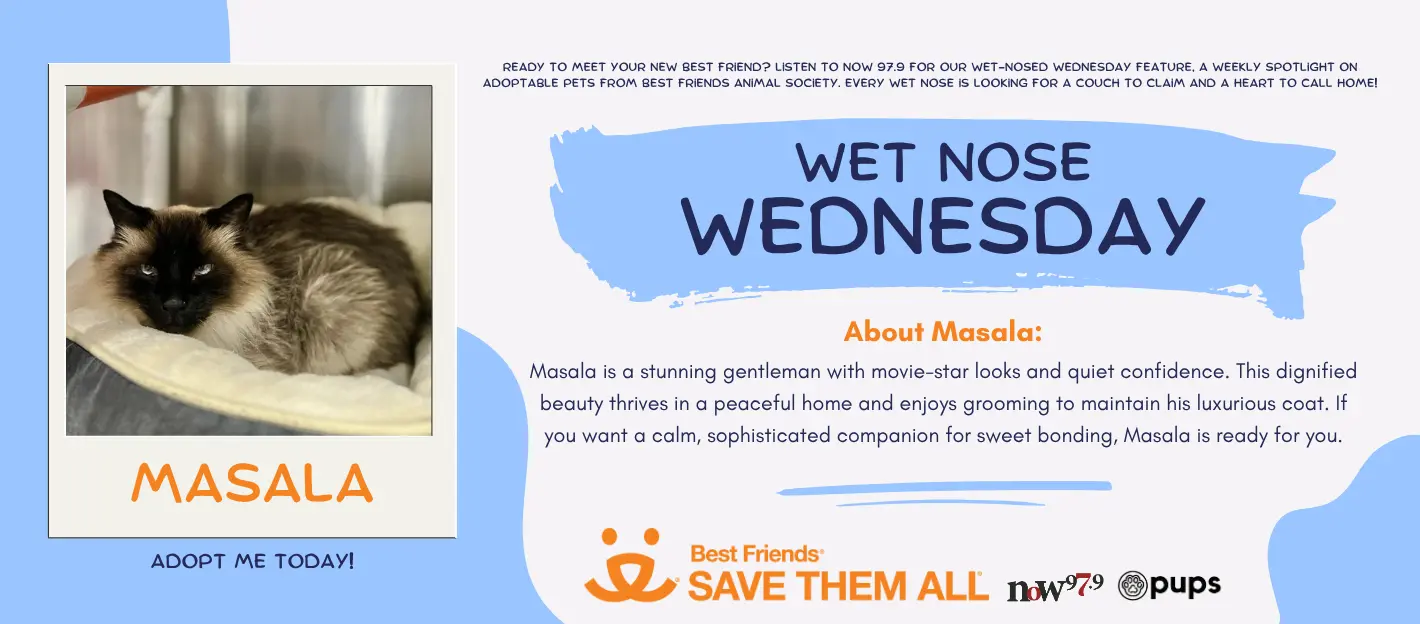 wet-nose-wednesday-flipper-masala