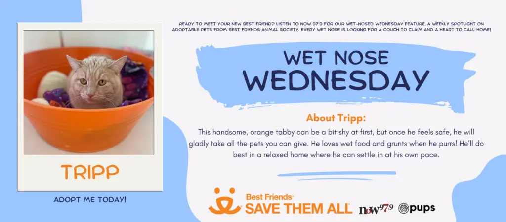 wet-nose-wednesday-flipper-tripp