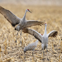 sandhill_cranes_202109174_c48eb0ca-a782-b082-5d9e83bdf64475b2