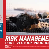 2024-11-13_curtis_web-graphic_livestock-risk2