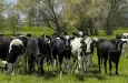 usda-dairy-cows