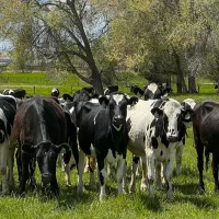 usda-dairy-cows