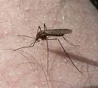 mosquito