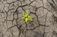 drought-dried-mud