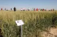 wheat-variety-tour