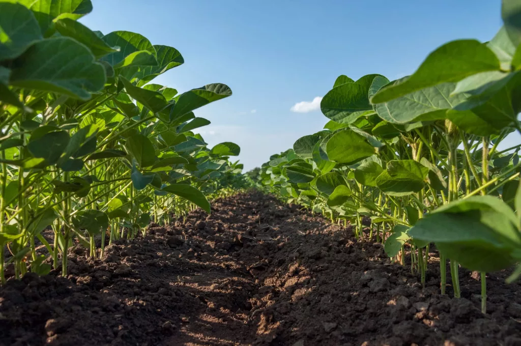 a-field-of-young-soybean-shoots-stretch-up-rows-of-soy-plants-on-an-agricultural-plantation-selective-focus-3