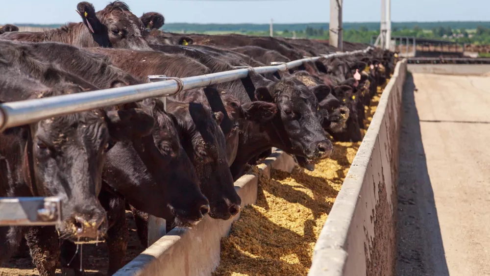 Feeding process of black angus cattle.