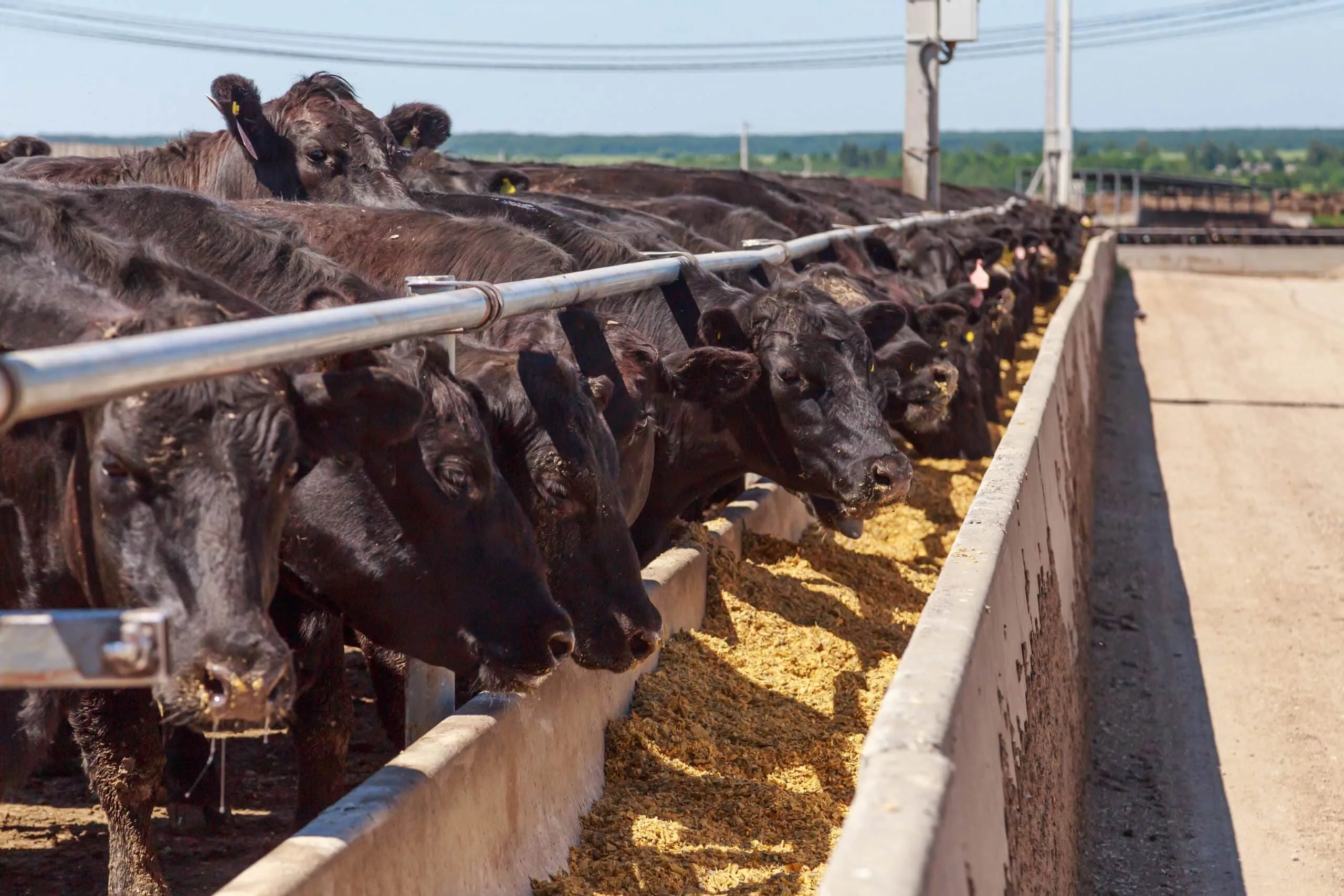 Feeding process of black angus cattle.