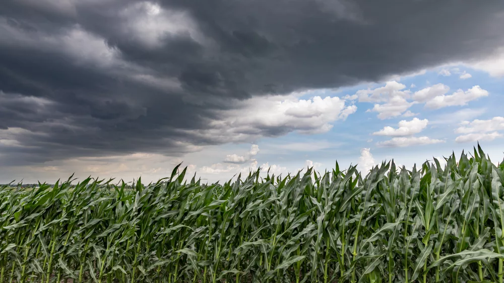 fast-moving-thunderstom-wall-cloud-over-cornfield-in-summer-wind-blowing-cornstalks-and-leaves