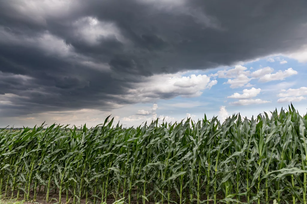 fast-moving-thunderstom-wall-cloud-over-cornfield-in-summer-wind-blowing-cornstalks-and-leaves