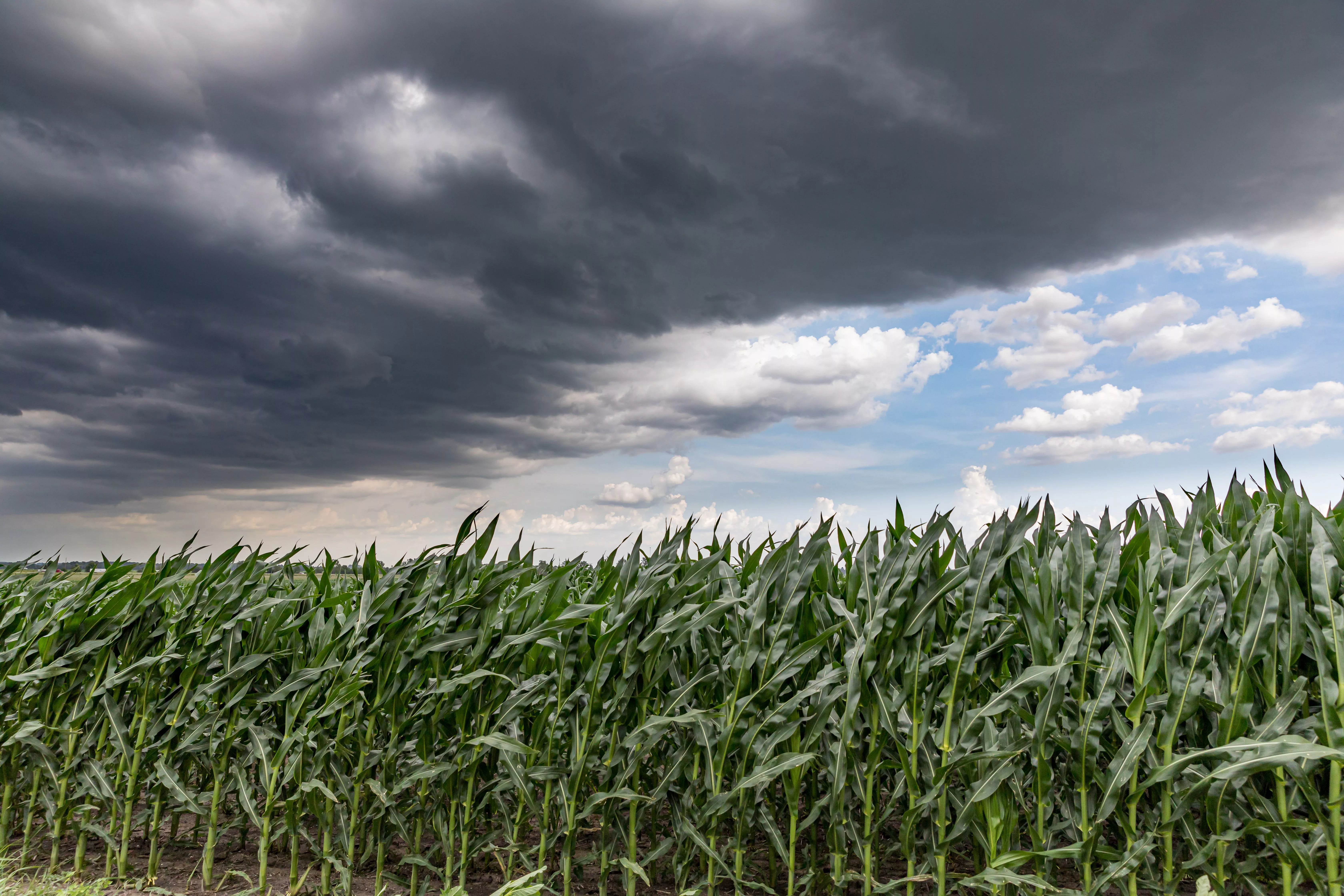 fast-moving-thunderstom-wall-cloud-over-cornfield-in-summer-wind-blowing-cornstalks-and-leaves