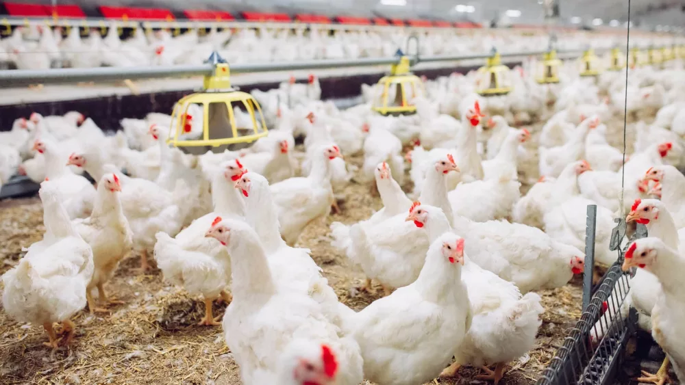 indoors-chicken-farm-chicken-feeding