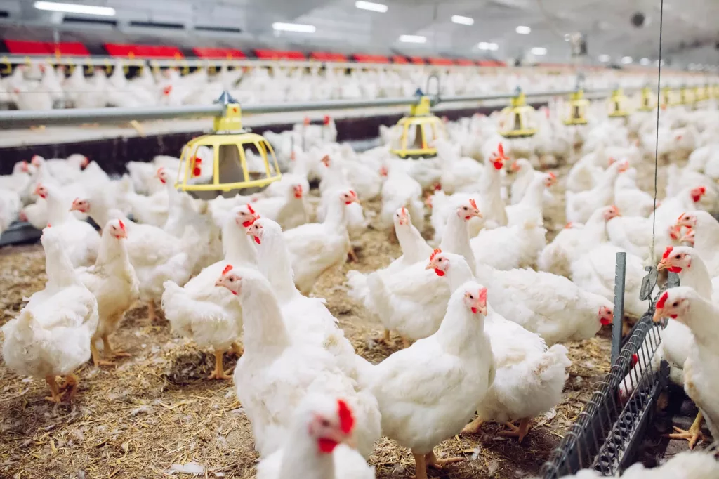 indoors-chicken-farm-chicken-feeding