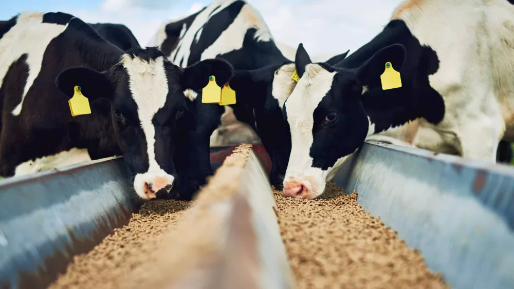cows-eating-farming-and-cattle-on-a-dairy-farm-for-agriculture-growth-and-food-production-nature-eat-and-a-herd-of-hungry-animals-with-feed-in-the-countryside-for-livestock-lifestyle-and-industry