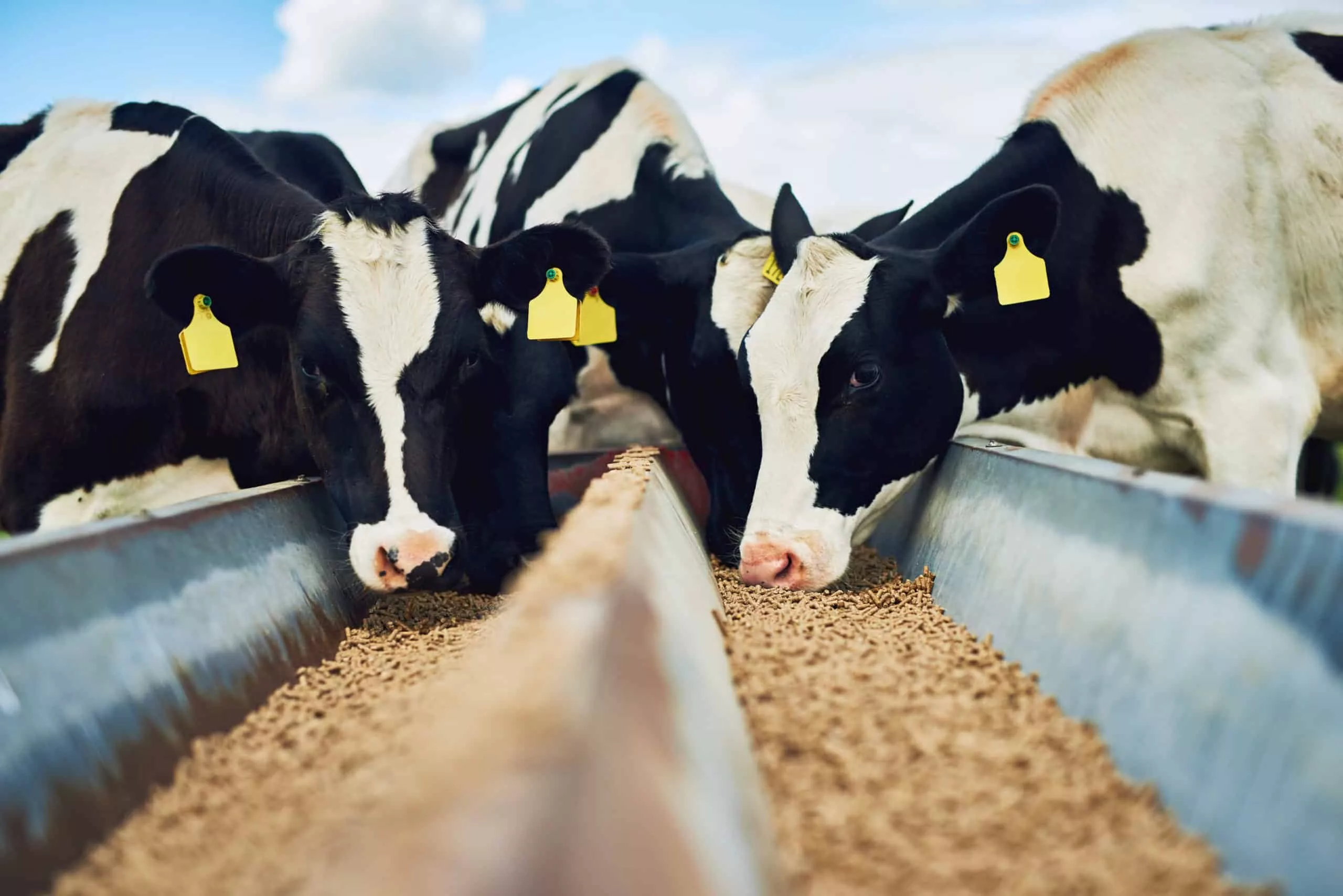cows-eating-farming-and-cattle-on-a-dairy-farm-for-agriculture-growth-and-food-production-nature-eat-and-a-herd-of-hungry-animals-with-feed-in-the-countryside-for-livestock-lifestyle-and-industry