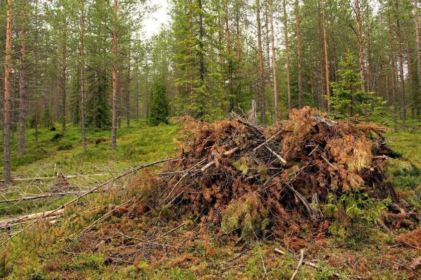 A pile of fallen branches and pine needles in a forest^ surrounded by tall trees.