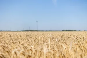 wheat-18-845x563718296-1