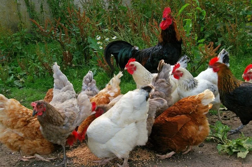 A group of chickens and one rooster are gathered outdoors in a green^ grassy area.