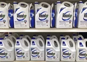 Plymouth^ WI – September 18^ 2018: Store shelf full of many bottles of Roundup ready to use weed and grass killer. Sprayer and refils.