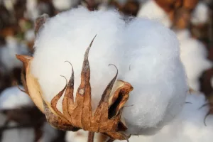 bradscottonboll_digitalresolution-845x563803527-1