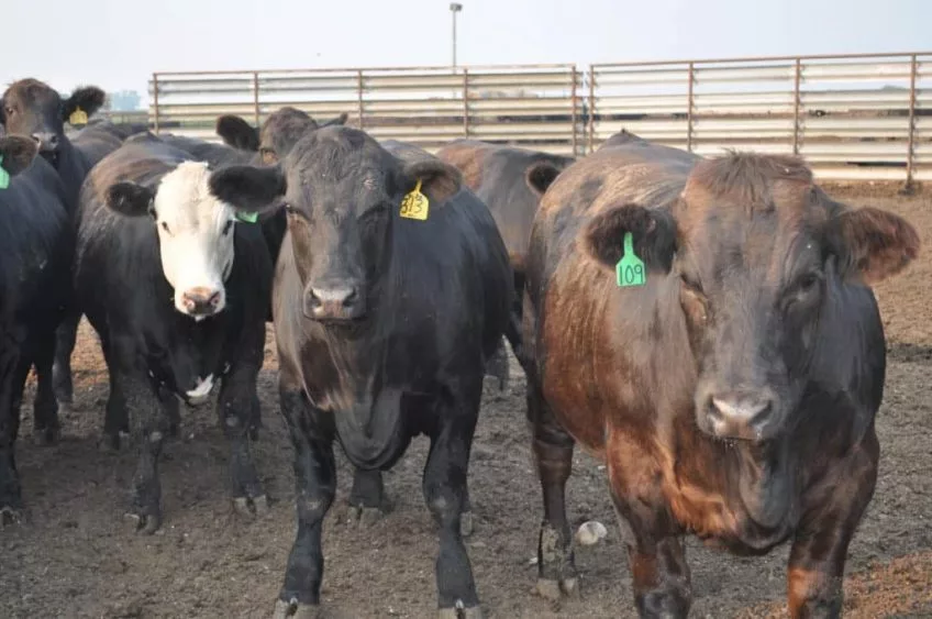 cattle-4-848x563855132-1