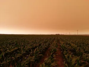 agronomy_photos_corn_8647-lowres62793