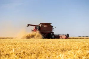 wheat-24-845x563458376-1