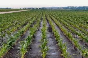 agronomy_photos_corn_6721-lowres-845x563877873-1