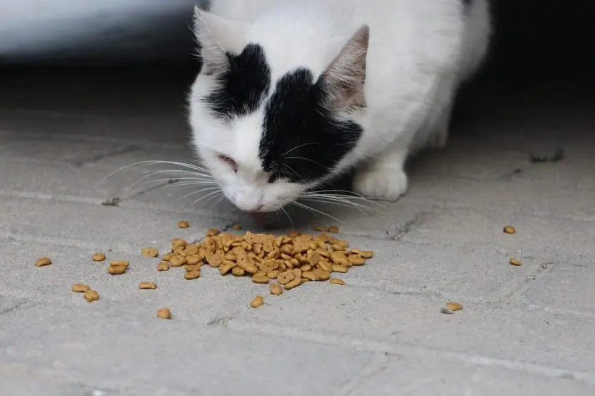 cat-6554893_1280-845x563809833-1