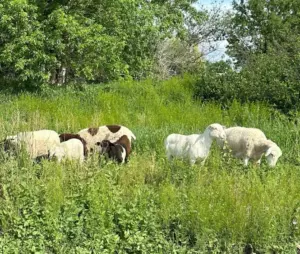 schwartz1-sheep-665x56335178-1