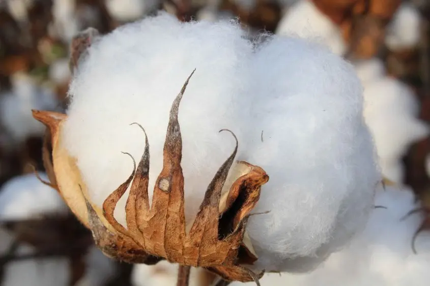 bradscottonboll_digitalresolution-845x563231756-1