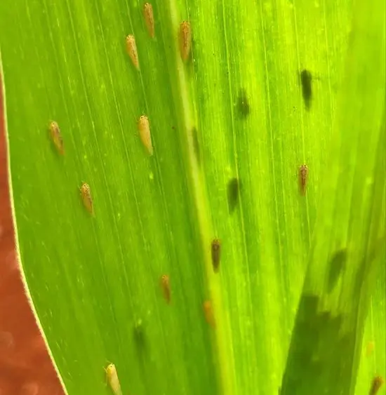 img-adult-leafhoppers-corn-leaf-pioneer-na_us-v1327271