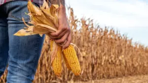 web-photo-template-onecms-1000-x-563-px-2025-07-18t111553-247196421