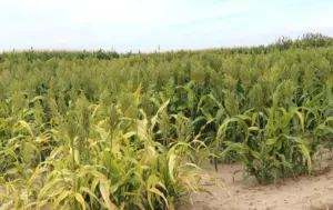 preec-1westco-8-27-25-ffa12-day-896x563317108-1