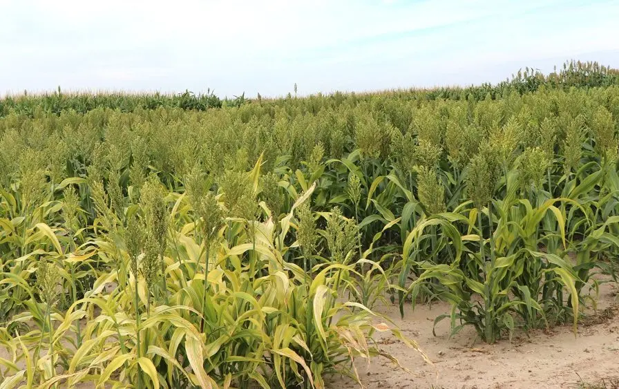 preec-1westco-8-27-25-ffa12-day-896x563317108-1