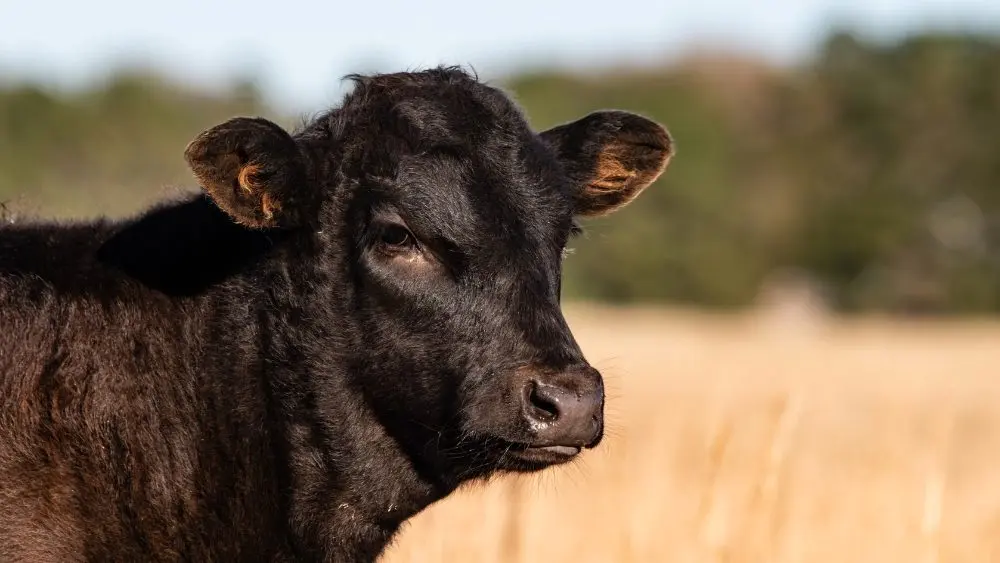 web-photo-template-onecms-1000-x-563-px-2025-10-22t151832-419228537