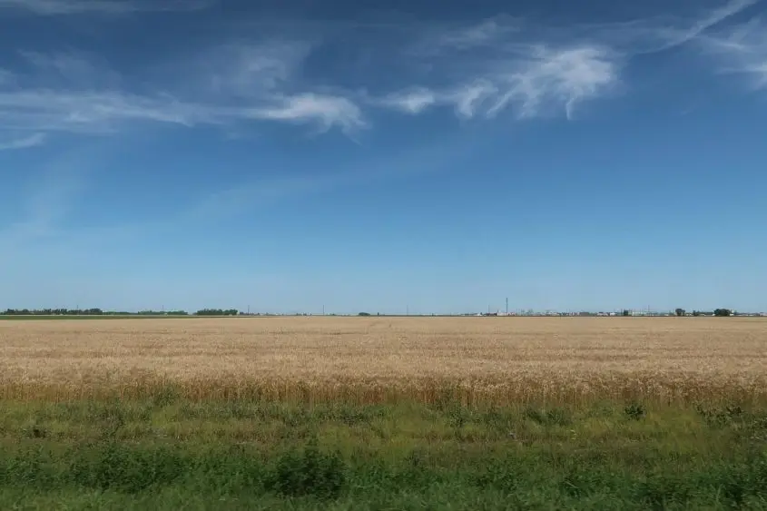 Wide view of a golden wheat field under a clear blue sky^ with a distant facility on the horizon.