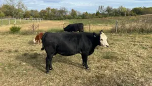 Photo courtesy of Jesse Allen