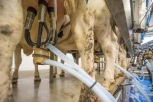 Close-up view of dairy cows being milked using an automated milking machine in a modern milking parlor.