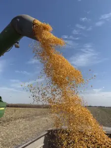 cornharvest-422x56341376-1