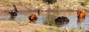 cattle-in-pond-banner-1000x364831482-1
