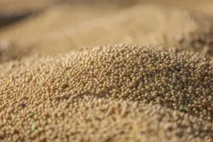 pexels-melquizedeque-31226914-845x563357684-1